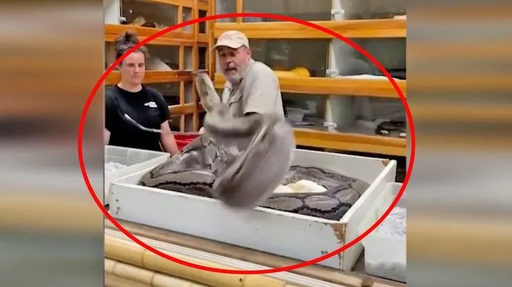 Hayvanat bahçesindeki dev piton yılanı saldırısı dehşeti görüntüleri sosyal medyada olay oldu