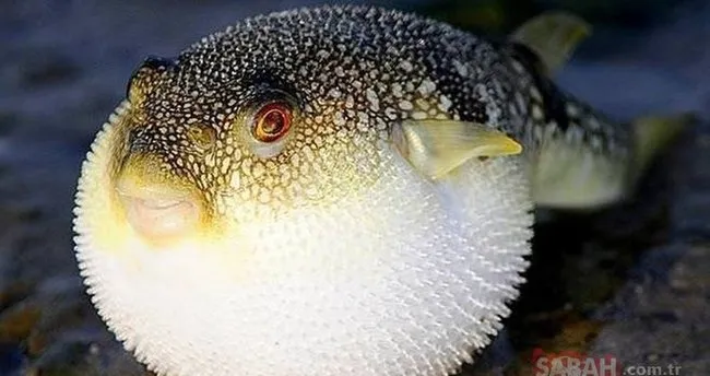 avlayana odeme yapilacak balon baligi alimlari icin tarih belli oldu son dakika haberler