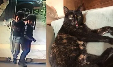 kedi haberleri ve kedi haber basliklari