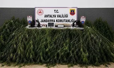 Domates serasında kenevir operasyonu