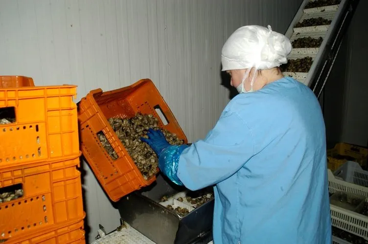 EURO 2016 salyangoz ve kurbağa ihracatını arttırdı