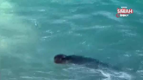 Akdeniz fokunun dalgalar arasındaki oyunu | Video