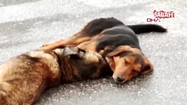 Ankara'da iki köpek, otomobilin çarpıp telef ettiği arkadaşlarının başından ayrılmadı | Video