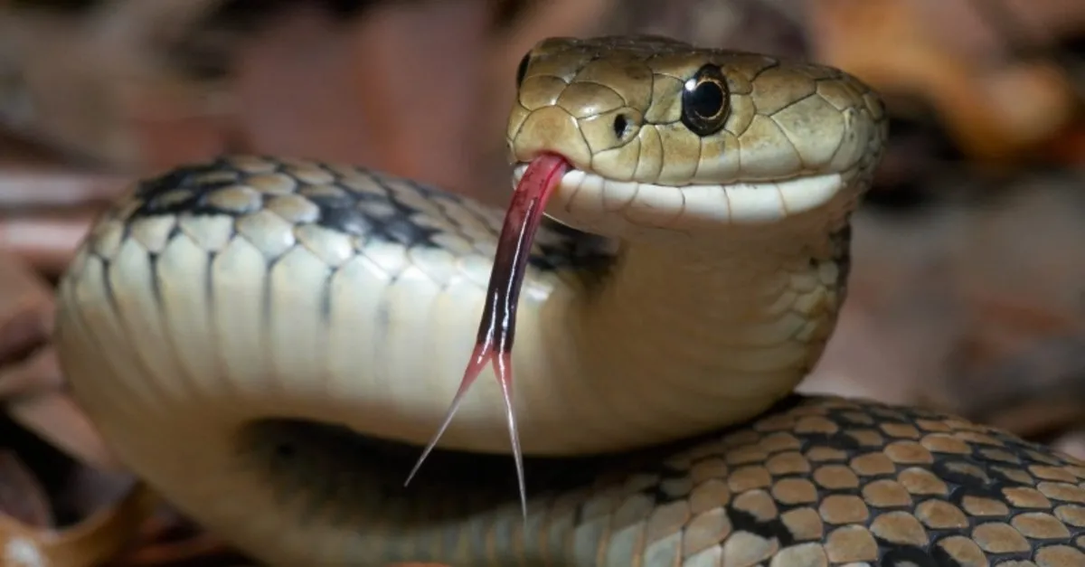 ruyada yilan gormek anlami ve yorumu ruyada beyaz kirmizi siyah yilan oldurmek ve yilan sokmasi anlami nedir ruya tabirleri haberleri