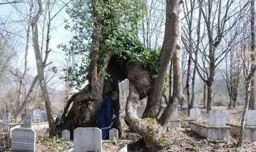350 yaşındaki çınar ağacı üzerinde Allah lafzı yer alıyordu! Koruma altına alındı #bartin