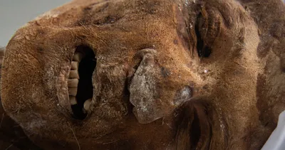 Pazarda satılıyor! Kolombiya’da organik mumya...