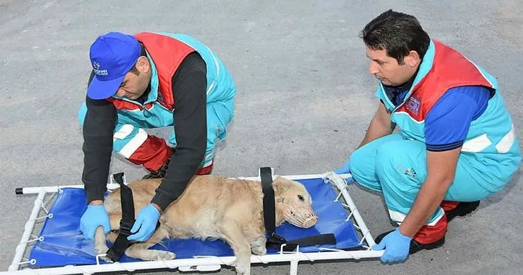 Yaralı hayvanlara ambulanslı müdahale