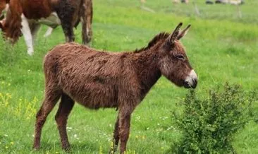 Rüyada eşek görmek ne anlama gelir?