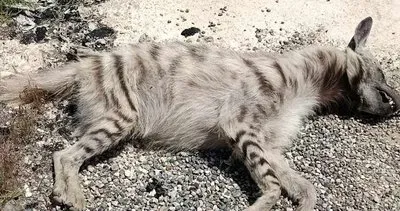 Şanlıurfa’da sırtlan tarlada ölü bulundu