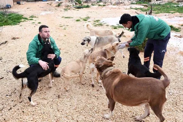 Mersin Büyükşehir Belediyesi gönüllü hayvanseverlerle ele ele