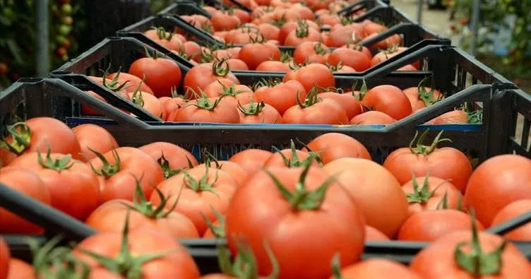 Irak’a domates ihracatı yeniden başladı