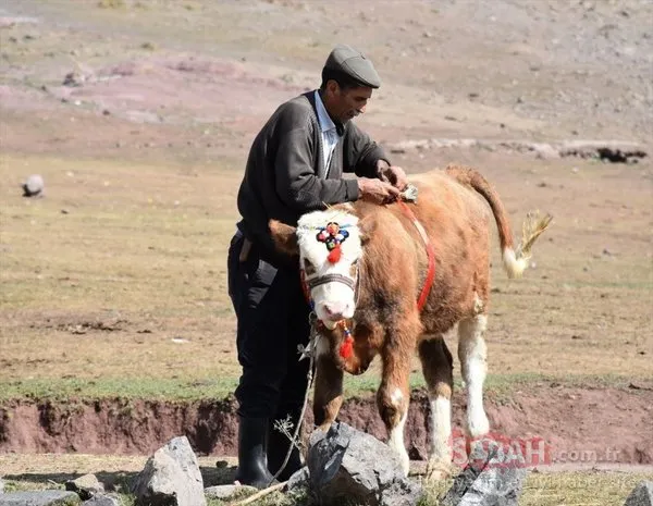 Kars'ta buzağı güzellik yarışması