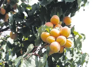 Daldaki altını çin çarpıyor