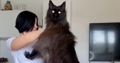 49 milyon kişi onu izledi, sosyal medyada viral oldu! İzleyenlerin gözlerine inanamadığı o kedi…