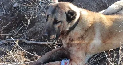 Afyon’da köpek dövüştüren 48 kişi yakalandı #afyonkarahisar