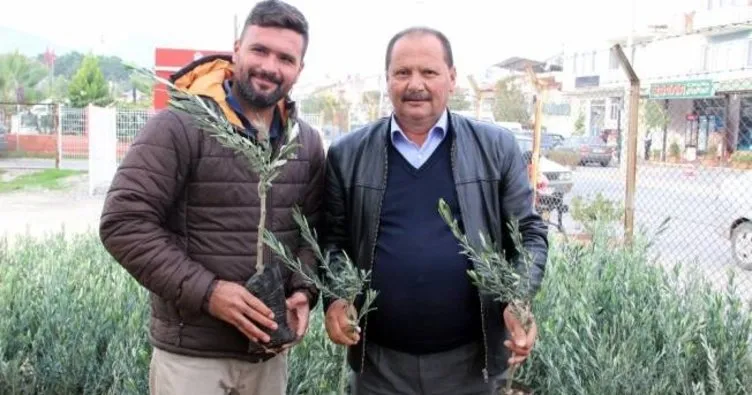 Fethiye’de üreticilere zeytin fidanı desteği