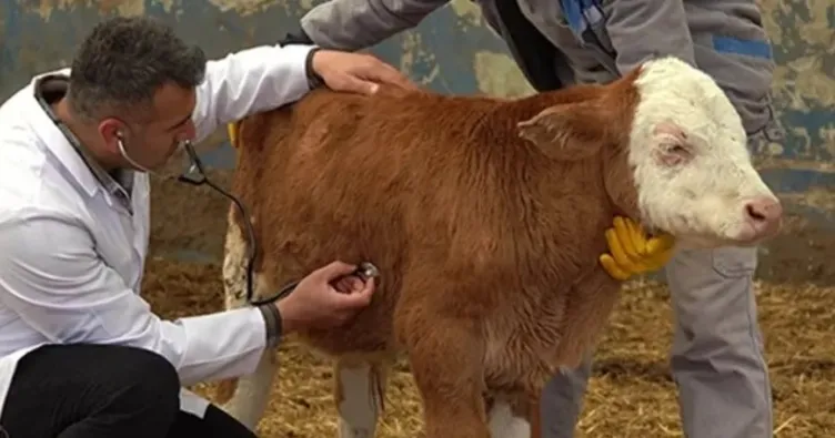 Trabzon’da şap hastalığı alarmı!