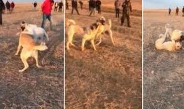 Köpek dövüştüren 5 kişiye 39 bin lira para cezası