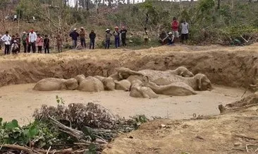 Kamboçya’da çamura saplanan filler kurtarıldı