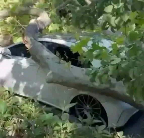 asirlik-cinar-park-halindeki-otomobilin-uzerine-devrildi-1783365601444.jpg