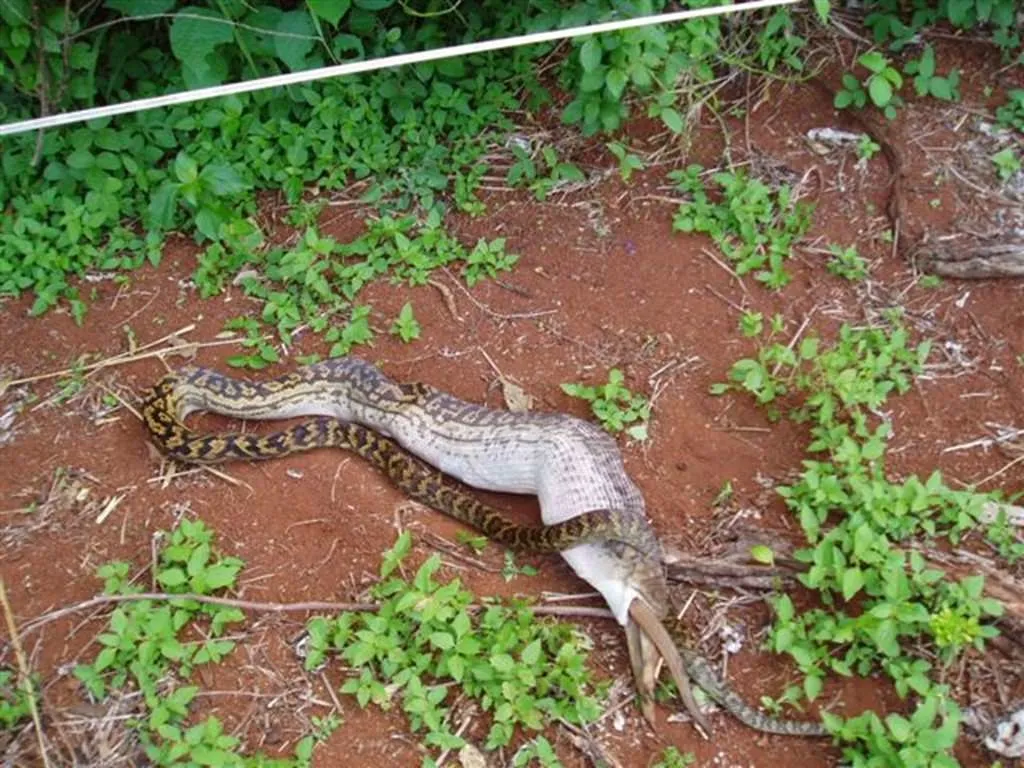Змеи съели других. Змеи съели других. Змея проглатывает добычу. Змея проглатывает добычу. Анаконда.