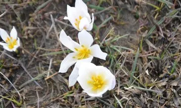 Muş’ta iki mevsim bir arada dağda kar, ovada kardelen çiçekler