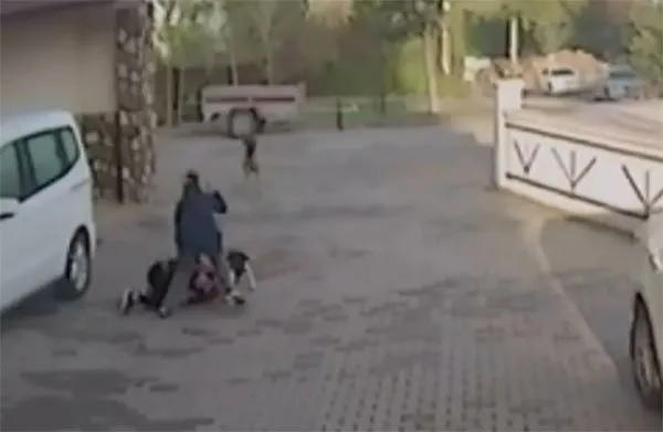 Kırşehir’de sokak köpeği vahşeti!