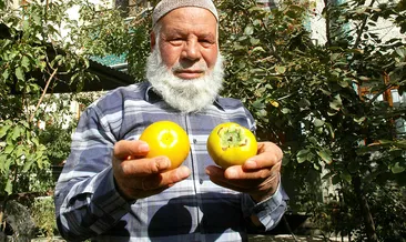 Van’da cennet hurması yetiştirildi