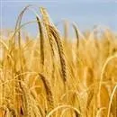 Gıda Tarım ve Hayvancılık Bakanlığı Kuruluş Kanunu çıkarıldı