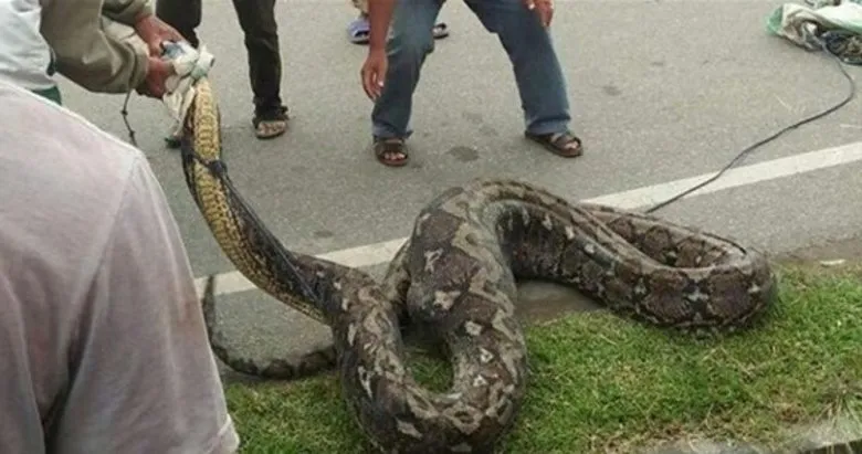 kayip kadin yilanin karnindan cikti galeri dunya