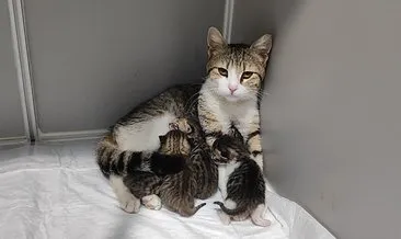 Doğumu başlayan hamile kedi veterinere sığındı! Yardım istediği o anlar kayda alındı:
