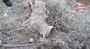 Kurdun saldırısını köpekler önledi | Video