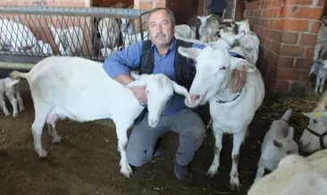 2 keci ile cobanliga baslayan muhtar binlerce keci ve oglak yetistirdi egeli sabah haberleri 2 keci ile cobanliga baslayan muhtar binlerce keci ve oglak yetistirdi egeli sabah haberleri