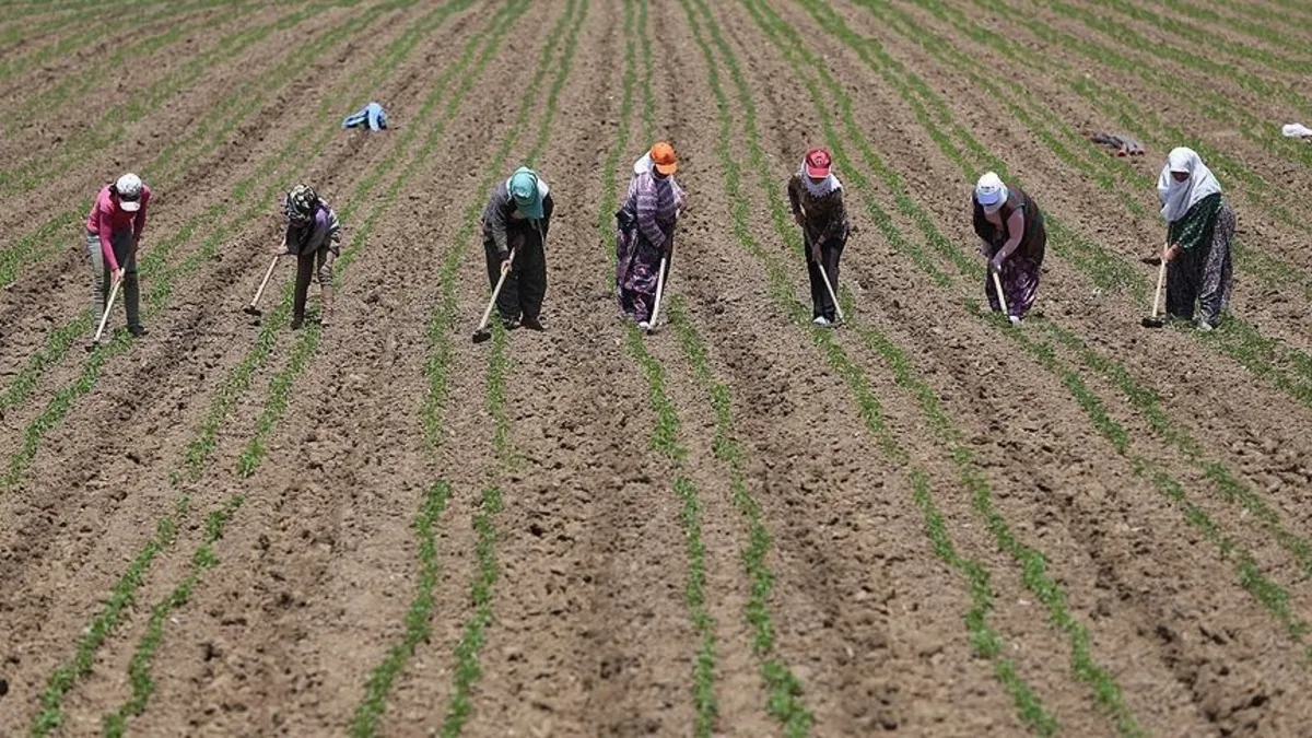 TÜİK açıkladı: Mevsimlik tarım işçilerinin günlük ücretleri arttı TÜİK açıkladı: Mevsimlik tarım işçilerinin günlük ücretleri arttı