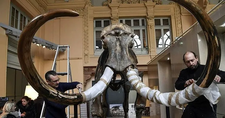 10 bin yıllık mamut iskeleti açık arttırmayla satıldı