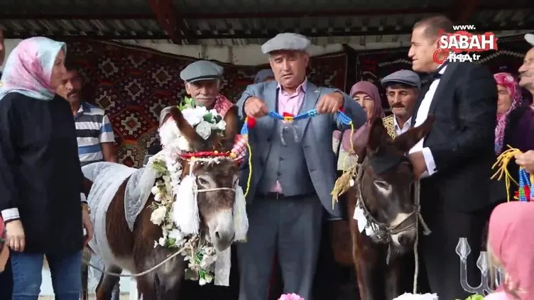 Nesli tükenme tehlikesi olan eşeklere sembolik nikah töreni yapıldı | Video