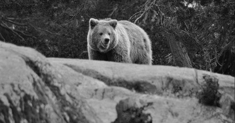 Japonya’da şoke eden olay: Markete giren ayı 2 kişiye saldırdı