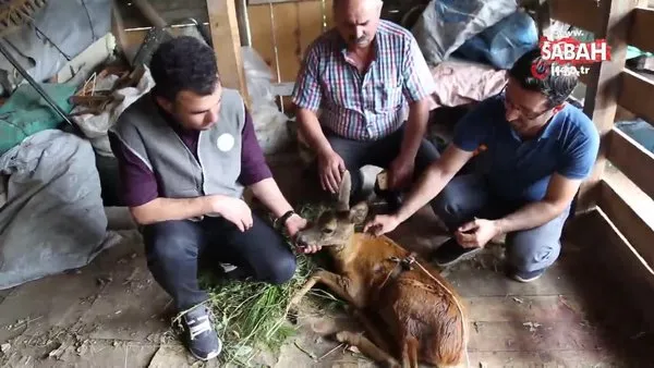 Artvin'de köpeklerin saldırısına uğrayan karaca tedavi altına alındı