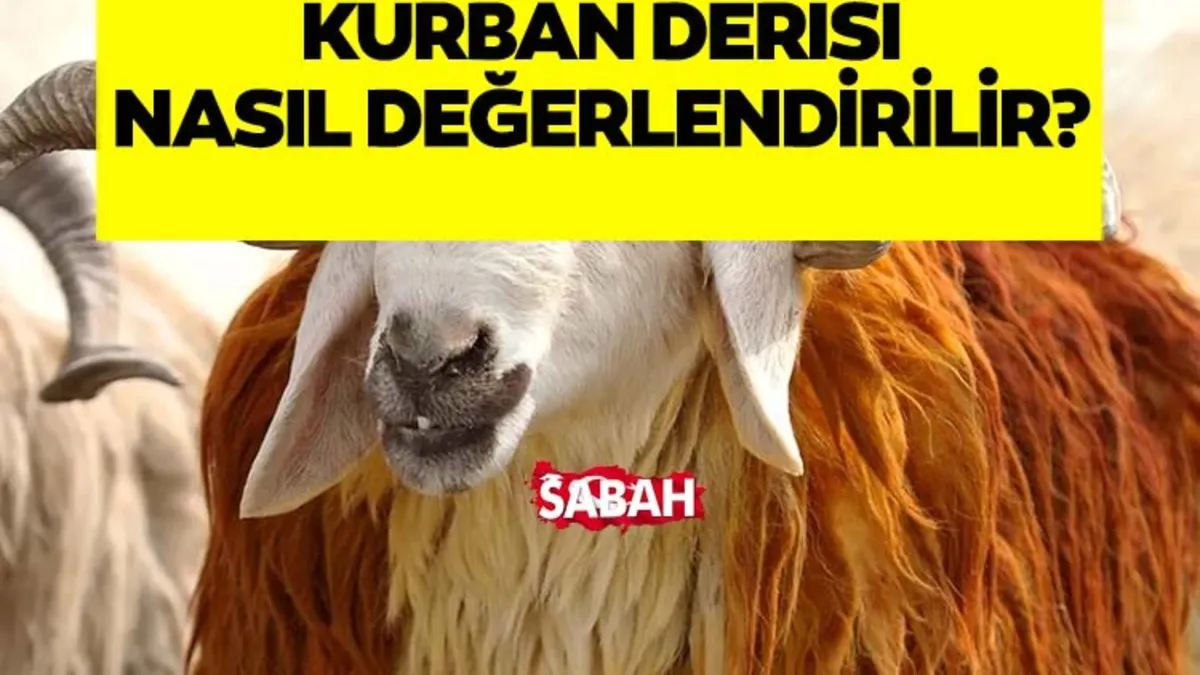Kurban derisi ile ne yapılır? Diyanet İşleri Başkanlığı Açıkladı! Kurban derisi ile ne yapılır? Diyanet İşleri Başkanlığı Açıkladı!