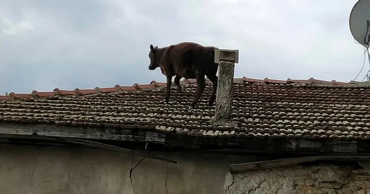 Burdur’da ahırdan kaçan dana, bir evin çatısına çıktı