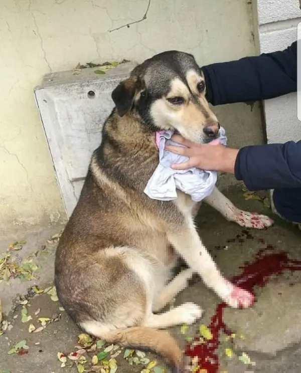 SON DAKİKA Elindeki poşette yavru kedi bulunmuştu! Tuzla�da kedi