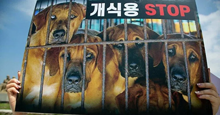Güney Kore’de köpek eti tüketimi yasaklanacak!