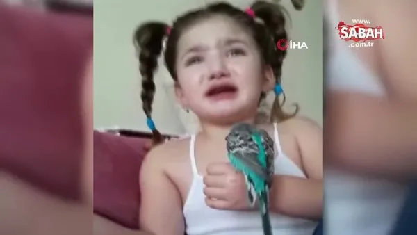 Sosyal medya bu videoyu konuşuyor! Minik Zeynep'in ölen kuşu için böyle gözyaşı döktü... 