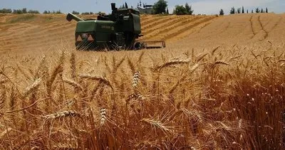 Tahıl krizi İstanbul’da çözüldü! Buğday fiyatı son 5 ayın en düşük seviyesine geriledi