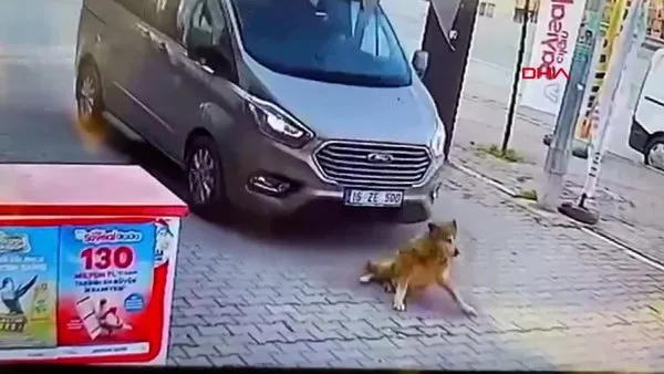 Bursa'da dehşet anları! Yolda yatan köpeği ezerek böyle öldürdü...
