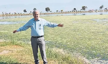 Körfezi deniz marulu sardı