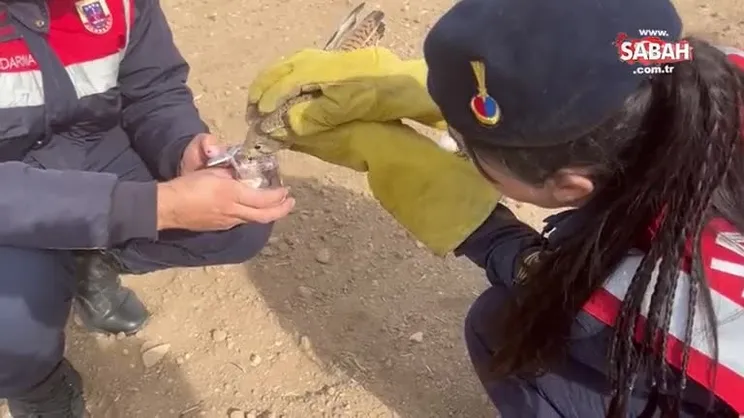 Jandarma yaralı kerkenez için seferber oldu