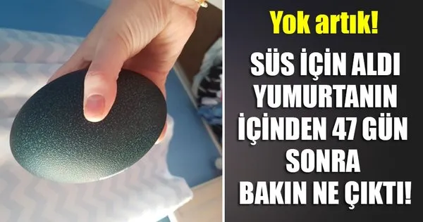 Süs için aldığı yumurtanın içinden 47 gün sonra bakın ne çıktı!