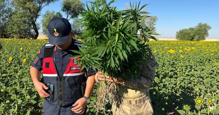Kırşehir’de uyuşturucu operasyonu: 428 kök kenevir ele geçirildi