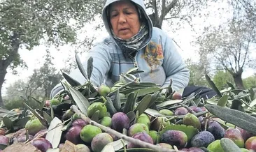 Zeytin hasadı, iş kapısı oldu